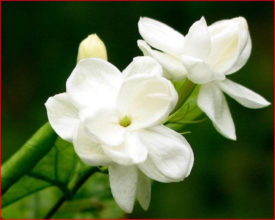 传统民谣 - 茉莉花