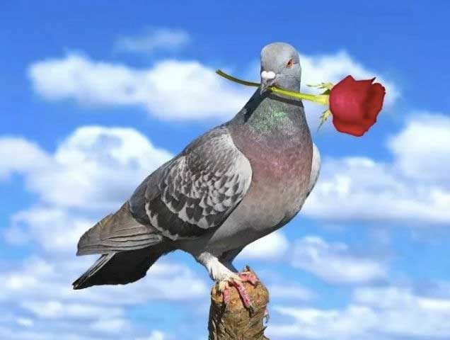 依拉蒂尔 - 鸽子(吉它改编版)